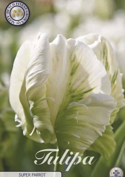 Dutch Finest Quality bloembollen Tulpen Tulp Parrot Super Parrot x7 12/+s