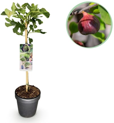 Green boutiQ - Tuinplant - Ficus carica Brown Turkey - Plant op stam - Terras Plant - Bladverliezend - Weinig Onderhoud - Pot 19cm Hoogte 90cm