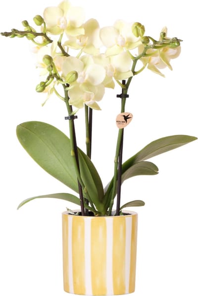 Kolibri Orchids | gele Phalaenopsis orchidee - Mexico + Painted Stripe pot yellow - potmaat Ø9cm | bloeiende kamerplant - vers van de kweker