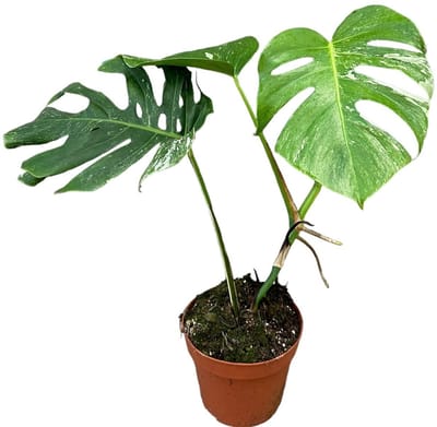 Monstera Deliciosa Variegata - Kamerplant - Potmaat Ø17 cm