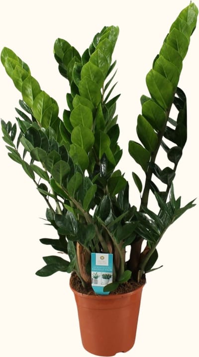 Zamioculcas Zamiifolia Emerald Palm - Ø 21 cm - Hoogte: 80 cm - ZZ-Plant