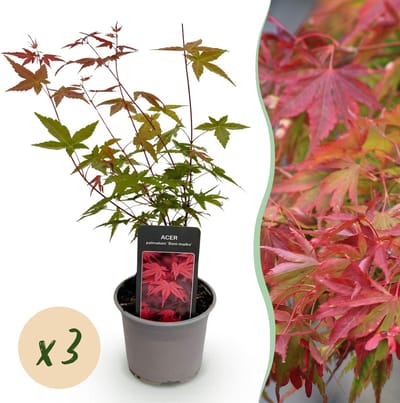 Green boutiQ - Tuinplant - Acer palmatum Beni-maiko - Rood - 3 Planten - Bladverliezend - Weinig Onderhoud - Pot 12cm Hoogte 35cm