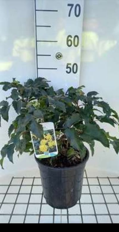 Mahonia aquif. 'Apollo' - Druifstruik, Mahoniestruik, Hulstberberis 25- 30 cm in pot