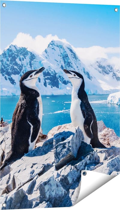 Gards Tuinposter Twee Pingu�ns op Stenen in Antarctica - 60x90 cm - Tuindoek - Tuindecoratie - Wanddecoratie buiten - Tuinschilderij
