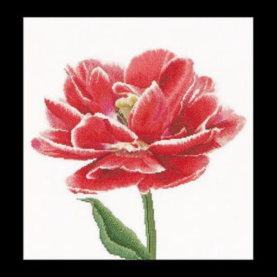 Thea Gouverneur - Borduurpakket met telpatroon - 520A - Voorgesorteerde DMC Garens - Rood-Witte Dubbele Tulp - Aida - 34 cm x 36 cm - DIY Kit