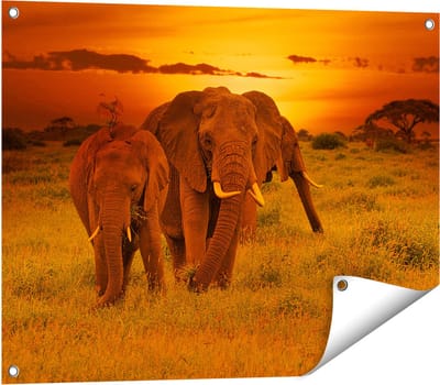 Gards Tuinposter Olifanten in het Wild - Zonsondergang - 80x60 cm - Tuindoek - Tuindecoratie - Wanddecoratie buiten - Tuinschilderij