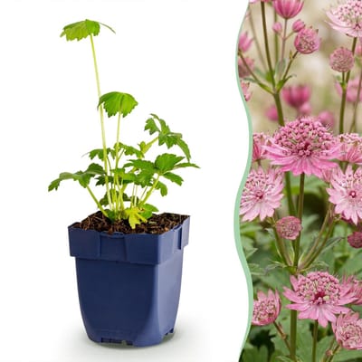 Green boutiQ - Vasteplant - Astrantia major - Sterrenkruid - Schaduw - Wit-Roze - 1 Plant - Pot 11cm - Hoogte 15-25cm