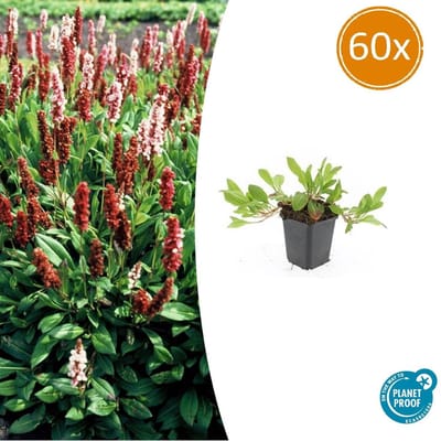 Duizendknoop 'Darjeeling Red' 60x - Winterharde Bodembedekker rood-roze en groen