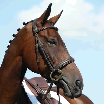 Collegiate Syntovia+ Opgevuld Verhoogd Cavesson Hoofdstel BRON Cob