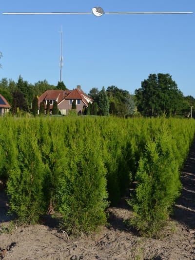 Westerse Levensboom Thuja Smaragd 80-100 cm in Pot, 50x Haagplant