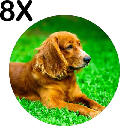Luxe Ronde Placemat - Bruine Hond in het Gras - Set van 8 Placemats - 50x50 cm - 2 mm dik Vinyl - Anti Slip - Afneembaar