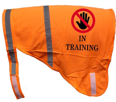 Hondenhesje "IN TRAINING", Maat M, Kleur Oranje