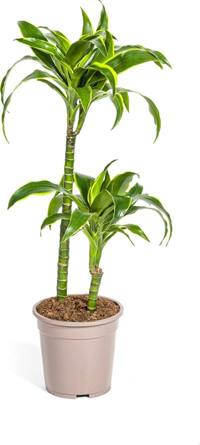 Plantenboetiek.nl | Dracaena Deremensis Dorado - Ø19cm - 70-80cm hoog - Kamerplant - Groenblijvend