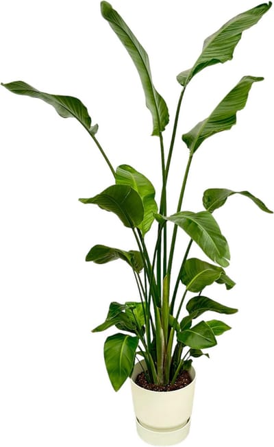 Plantenboetiek.nl | Strelitzia Nicolai inclusief elho Greenville Round wit - Ø30cm - 155-170cm hoog - Kamerplant - Complete set - Plant met pot