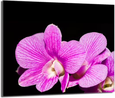 TMK ArtDeko Orchidea - Glazen Beschermplaat voor Fornuis - 60x52 - Gehard Glas - Antibacterieel
