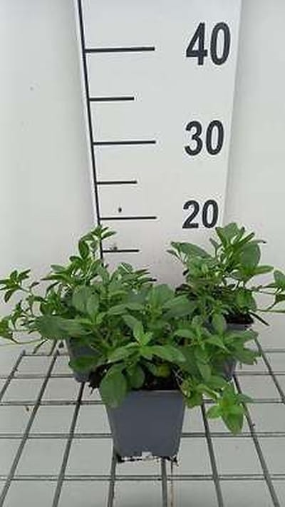 6x Zeepkruid - Saponaria ocymoides 'Snow Tip' | 9x9 cm pot