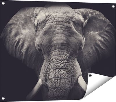 Gards Tuinposter Olifantenkop - Olifant - Zwart Wit - 80x60 cm - Tuindoek - Tuindecoratie - Wanddecoratie buiten - Tuinschilderij