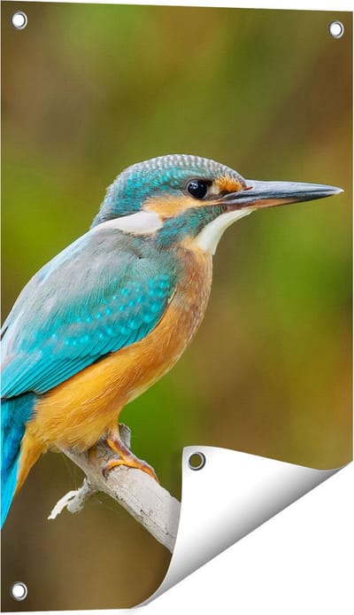 Gards Tuinposter Blauwe IJsvogel op een Tak - 40x60 cm - Tuindoek - Tuindecoratie - Wanddecoratie buiten - Tuinschilderij