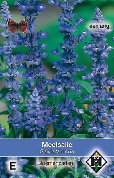 Van Hemert - Meelsalie Victoria (Salvia farinacea)