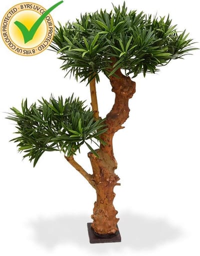 Podocarpus Bonsai Deluxe x2 65 cm UV