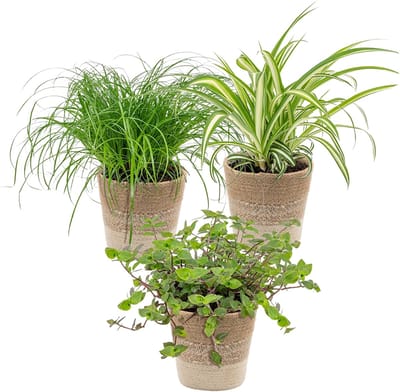 Bloomique - Set van 3 - Huisdiervriendelijk Mix Incl. Jute Mand - Huisdiervriendelijk - 15-25 cm - Pot 12 cm - Hoogte 15-25 cm