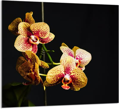 TMK ArtDeko 65x60 Serie - Glazen Keukenpaneel - Hartglas - Orchidee Motief
