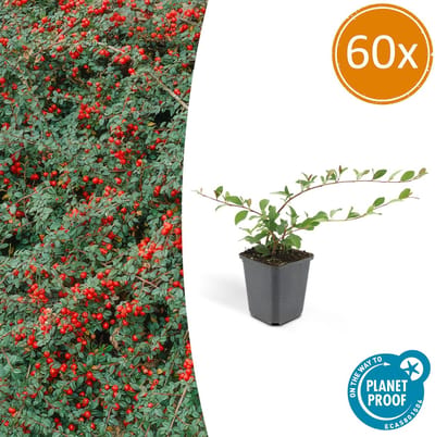 60x Dwergmispel 'Major' Cotoneaster dammeri 25cm - Ø9cm sterke winterharde bodembedekker