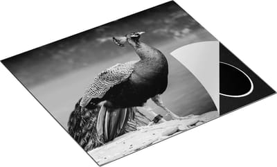 Chefcare Inductie Beschermer Kleurrijke Pauw bij het Water - Zwart Wit - 60x50 cm - Afdekplaat Inductie - Kookplaat Beschermer - Inductie Mat