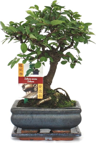 Bonsai Chinese Iep - Ulmus Parviflora - 6 Jaar - Bolvormige Bonsai voor Binnen en Buiten