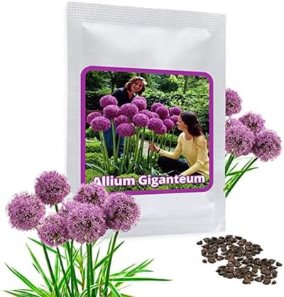 Giant Allium giganteum 30 zaden - Purperen bloemen - Winterharde vaste plant - Geschikt voor bijen en vlinders