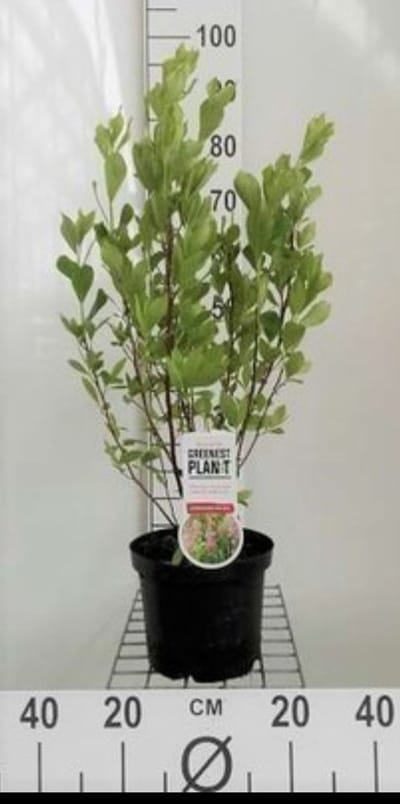 2 x Clethra aln. 'Pink Spire' - Schijnsels 40- 50 cm in pot