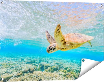 Gards Tuinposter Schildpad Zwemt in de Zee bij het Rif - 90x60 cm - Tuindoek - Tuindecoratie - Wanddecoratie buiten - Tuinschilderij