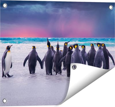 Gards Tuinposter Groep Pingu�ns bij het Water - Kudde - 50x40 cm - Tuindoek - Tuindecoratie - Wanddecoratie buiten - Tuinschilderij