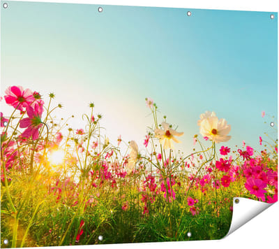 Gards Tuinposter Kosmos Bloemenveld met een Opkomende Zon - 120x90 cm - Tuindoek - Tuindecoratie - Wanddecoratie buiten - Tuinschilderij