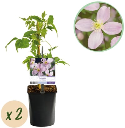 Green boutiQ - Klimplant - Clematis montana Rubens - Bloem Roze - Vroegbloeiend - Weinig onderhoud -2 planten - Pot 11cm Hoogte 40cm