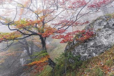 Fotobehang - Euphoria 300x200cm - Vliesbehang