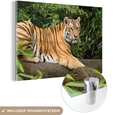 MuchoWow® Glasschilderij 60x40 cm - Schilderij acrylglas - Tijger - Boom - Bladeren - Foto op glas - Schilderijen
