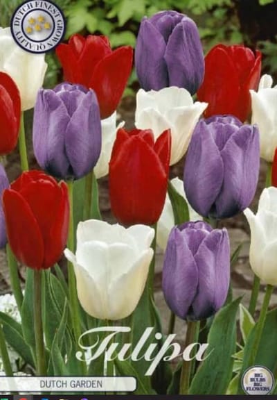 Dutch Garden Garden Tulpenbollen 10 stuks bolmaat 12+