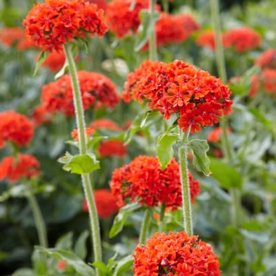 Brandende liefde (Lychnis chalcedonica) - - Bijen-Vlinders - Snijbloemen - Vaste planten - bloeit in Juni / Juli / Augustus / September