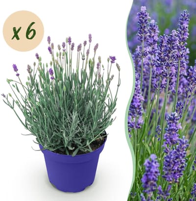 Green boutiQ - Tuinplant - Lavandula angustifolia Hidcote - Lavendel - Winterhard - Paars - 6 Planten - Pot 12cm - Hoogte 15-25cm