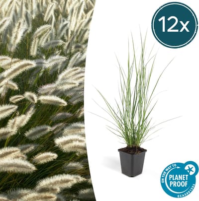 Tuinplantenshop.com | Pennisetum alopecuroides 'Hameln' | 12 stuks - Ø9cm - 10-25cm hoog - Tuinplant