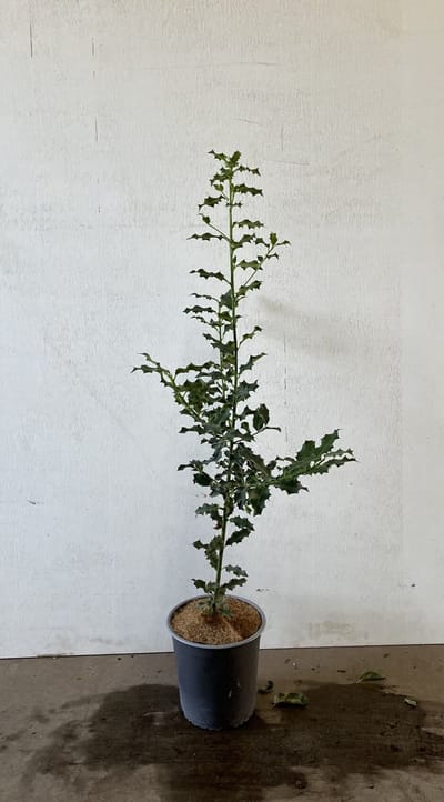 Gewone hulst 60-80 cm (in pot) - Ilex aquifolium - Ø19 cm - rode bessen voor vogels - - onderhoudsarm