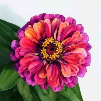 Mystieke Roos Zaden - Zomerbloeier - Tuin Decoratie - Vrolijke Kleuren - 150 Stuks