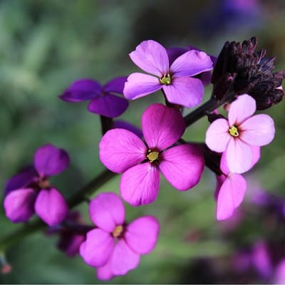 12 x Steenraket - Erysimum 'Bowles' Mauve' Pot 9x9cm - Langbloeiende vaste plant