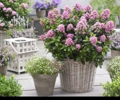 1 x Escallonia laev. 'Pink Elle'® - Escallonia 40- 50 cm in pot