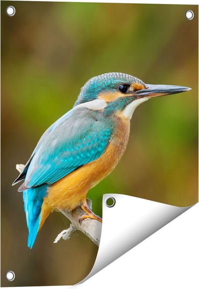 Gards Tuinposter Blauwe IJsvogel op een Tak - 40x50 cm - Tuindoek - Tuindecoratie - Wanddecoratie buiten - Tuinschilderij