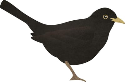Thuismusje Muursticker - Merel - Vogel