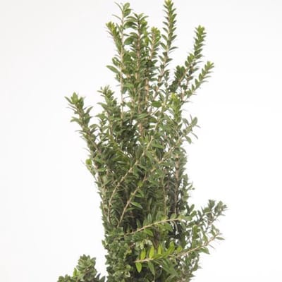 5x Sg myrtus tarantino 50cm