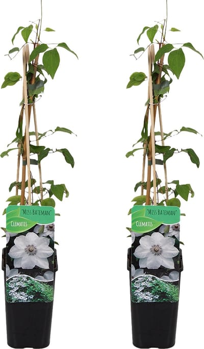 Bloomique - Set van 2 - Clematis Miss Bateman - Bosrank - Wit - Klimplanten - Tuinplanten - Winterhard - Hoogte 50-70 cm - Pot 15cm