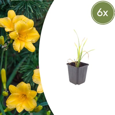 Tuinplantenshop.com | Hemerocallis 'Stella de Oro' | 6 stuks - Ø9cm - 10-25cm hoog - Tuinplant